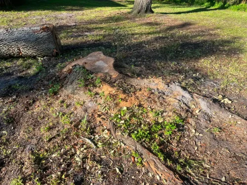 Stump Grinding service