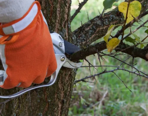 Tree Maintenance