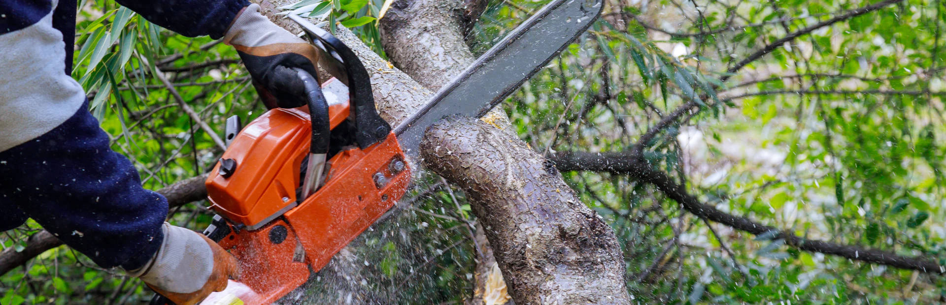 Tree Maintenance breadcrumbs